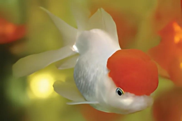 Oranda Red cap