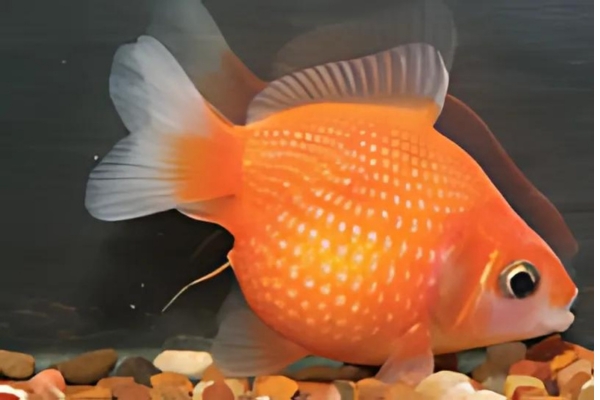 Article Aqua HowToTakeCareYourGoldfish Pearlscale