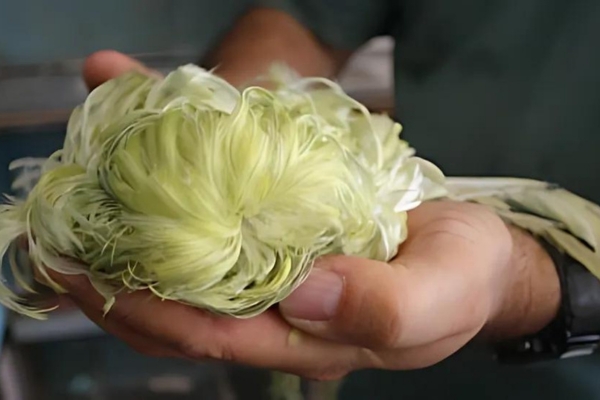 Budgerigar Mop