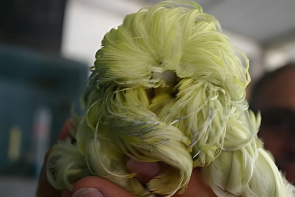 Budgerigar Feathers Too Long Overgrown