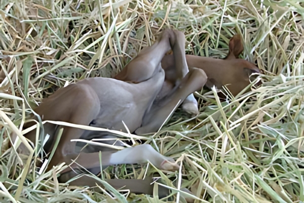 New Born Foal