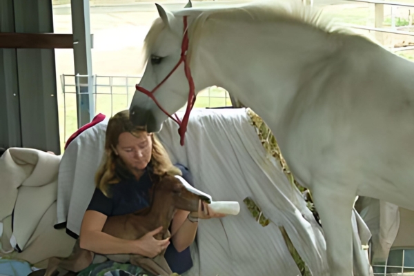 Feeding Foal