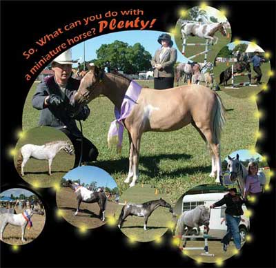 The Pet Directory Dog Article - MHAA QLD Branch - What You Can You Do With Miniature Horse?