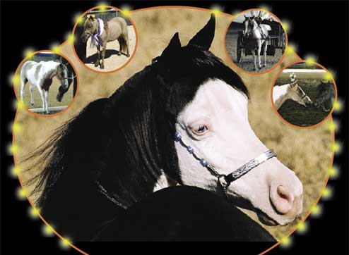 The Pet Directory Horse Article - Showing Your Miniature Horse