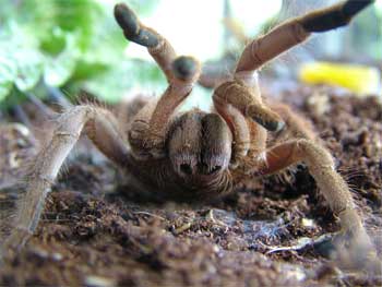 TropicalTarantula3