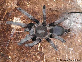 TropicalTarantula4