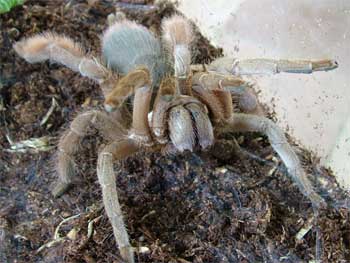 TropicalTarantula5