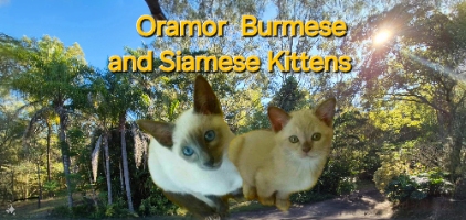 Burmese & Siamese Kittens By Oramor Company Logo by Susan Flavel in Maryborough QLD