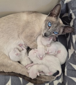 Siamese Kittens Available