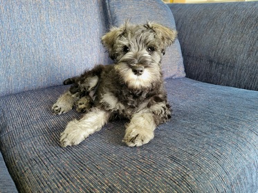 Miniature Schnauzer Puppies in Qld