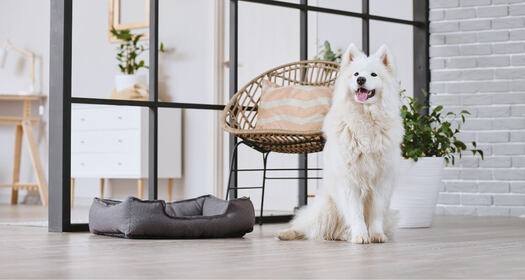 How to Design a Stylish and Practical Home that Caters to Pets