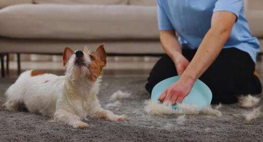 Ways to Remove Pet Hair from Carpets and Sofas