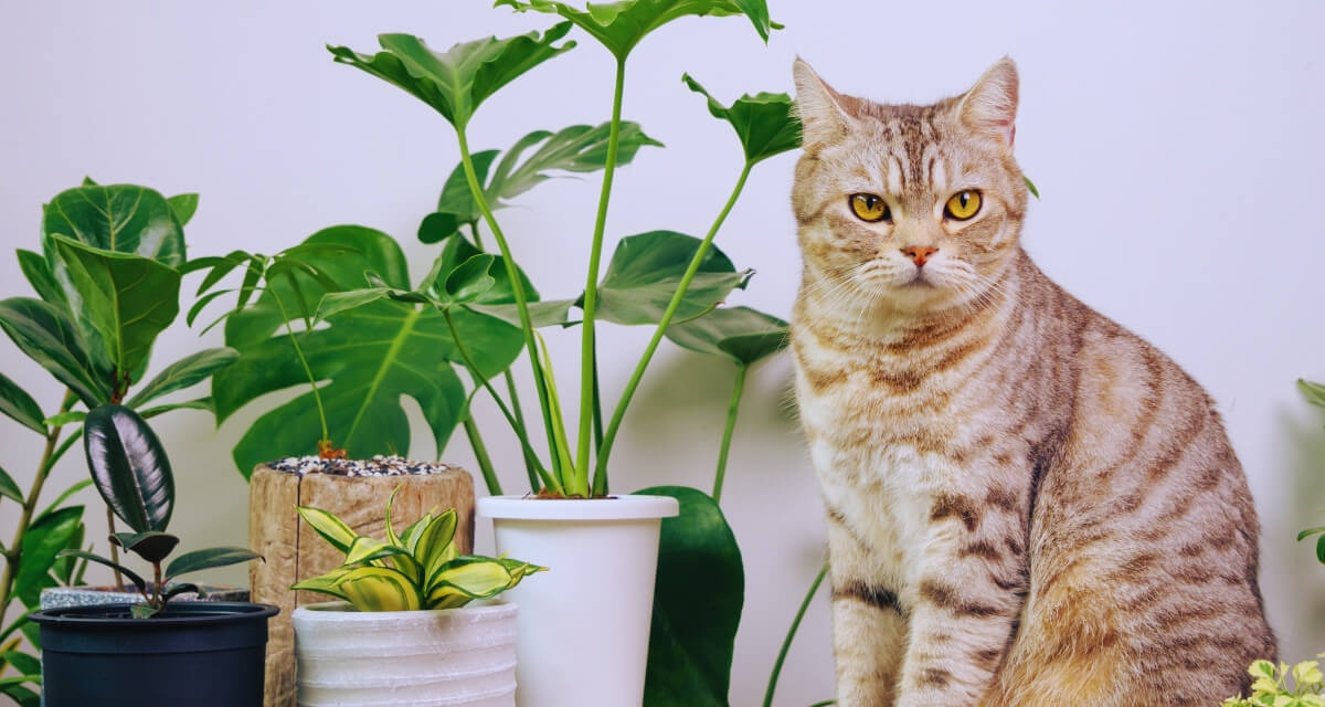 How to Keep Pets Safe Around Faux Plants: A Pet-Friendly Decor Guide